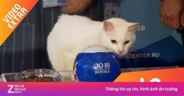 ảnh chụp màn hình mèo tiên tri dự đoán bóng đá