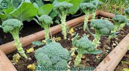hướng dẫn sử dụng bông cải xanh đà lạt