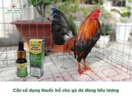 hướng dẫn sử dụng gà bóng đá