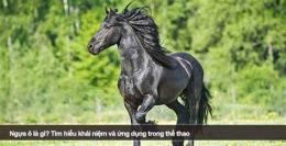 hướng dẫn sử dụng ngựa ô là gì trong bóng đá