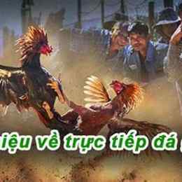 trực tiếp đá gà sao bông 67